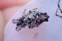 Cyclosa oculata