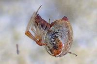 Parasteatoda lunata