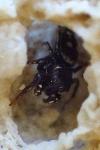 Heliophanus