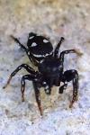 Heliophanus
