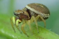 Heliophanus tribulosus