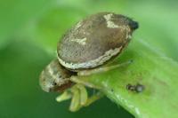 Heliophanus tribulosus