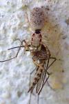 Salticus mutabilis