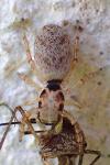 Salticus mutabilis