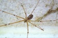 Holocnemus pluchei