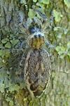 Pseudicius encarpatus