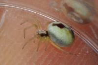 Nigma puella