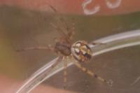 Neoscona adianta