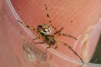 Neoscona adianta