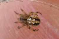 Neoscona adianta