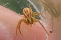 Runcinia grammica