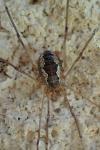 Phalangium opilio