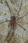 Phalangium opilio