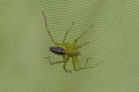 Micrommata ligurina