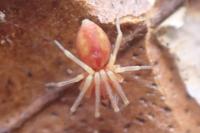 Nigma flavescens