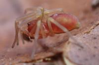 Nigma flavescens