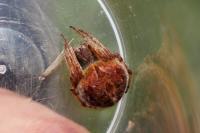 Agalenatea redii