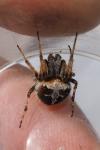 Agalenatea redii