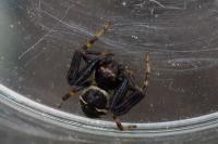 Synema globosum
