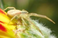 Runcinia grammica