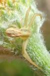 Runcinia grammica