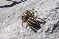 Phlegra fasciata