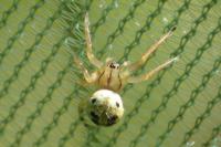 Neoscona adianta
