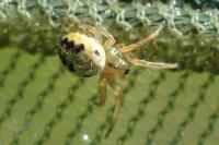 Neoscona adianta