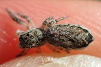 Pseudicius encarpatus