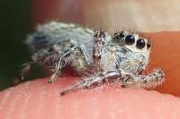 Pseudicius encarpatus