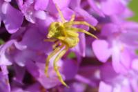 Thomisus onustus