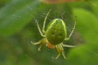 Araniella
