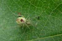 Nigma puella