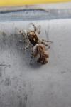 Salticus scenicus