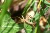 Pisaura mirabilis
