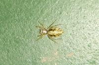 Phintella castriesiana