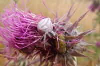 Thomisus onustus