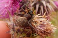Xysticus