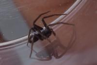 Philodromidae