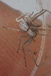 Philodromidae