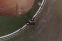 Philodromidae
