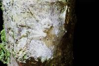Philodromus
