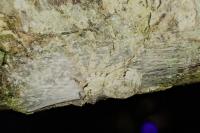Philodromus