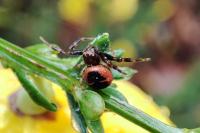 Synema globosum