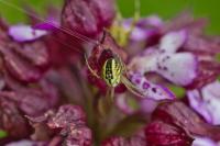 Mangora acalypha