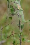 Pisaura mirabilis