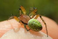 Araniella