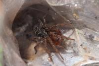 Agelena labyrinthica
