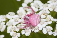 Thomisus onustus