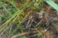 Agelena labyrinthica
